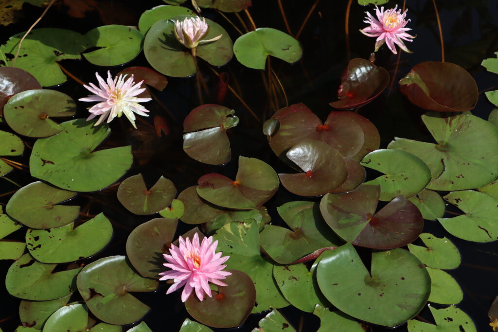 2024 Hardy waterlily 03 - August 19 2024