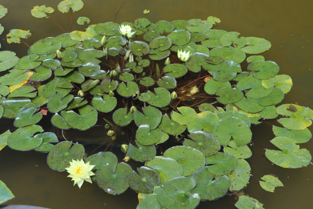 2024 Hardy waterlily 04 - June 26 2024