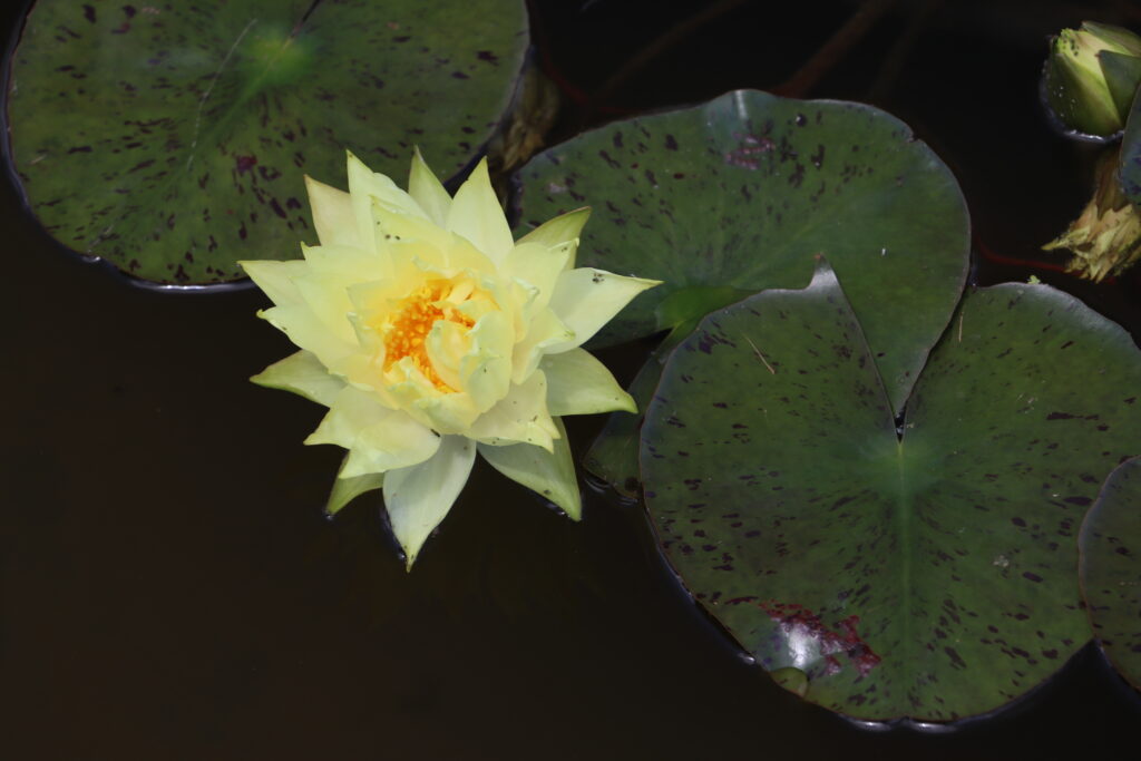 2024 Hardy waterlily 04 - June 26 2024
