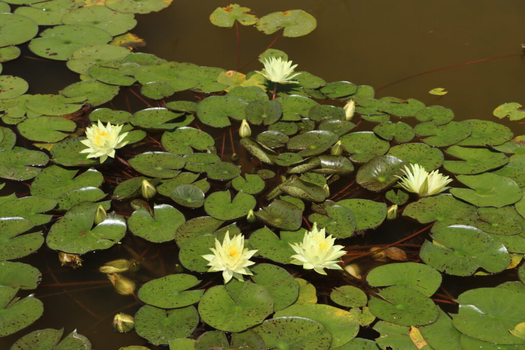 2024 Hardy waterlily 04 - June 28 2024
