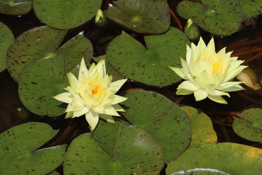 2024 Hardy waterlily 04 - June 28 2024