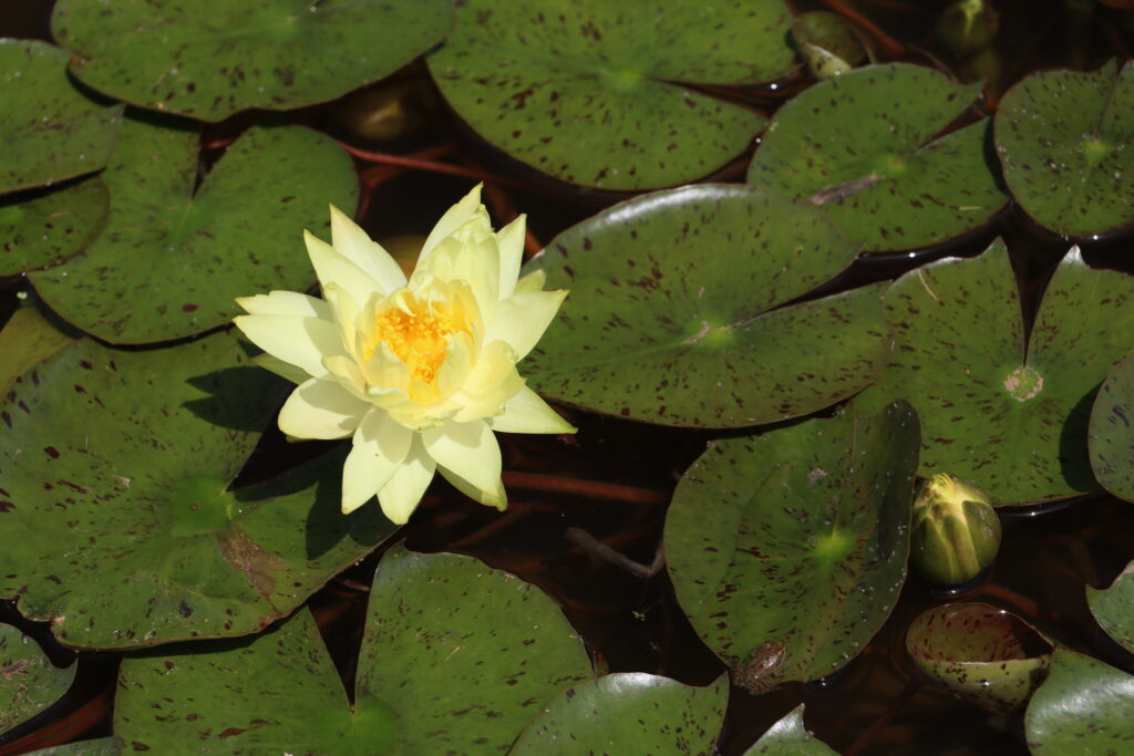2024 Hardy waterlily 04 - June 28 2024