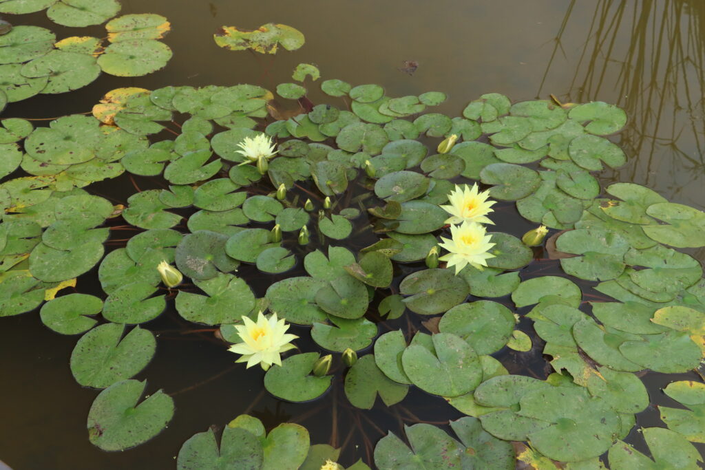 2024 Hardy waterlily 04 - July 01 2024