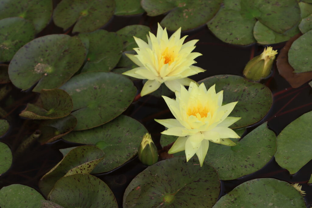 2024 Hardy waterlily 04 - July 01 2024