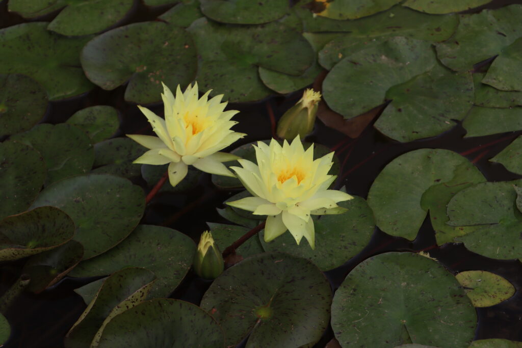 2024 Hardy waterlily 04 - July 01 2024