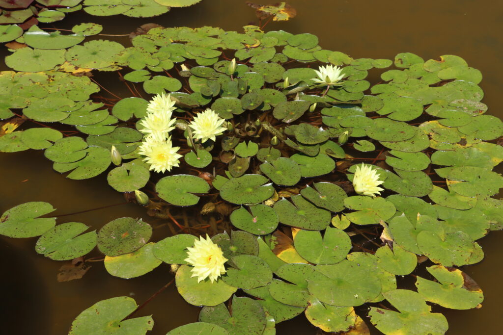 2024 Hardy waterlily 04 - July 05 2024