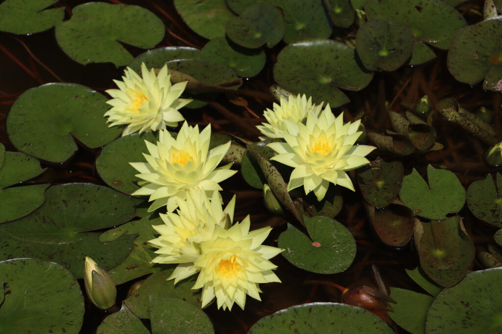 2024 Hardy waterlily 04 - July 05 2024