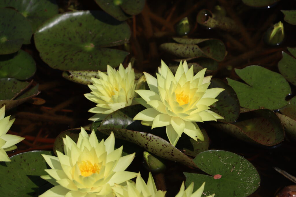 2024 Hardy waterlily 04 - July 05 2024