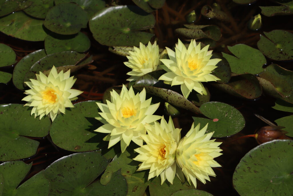 2024 Hardy waterlily 04 - July 05 2024