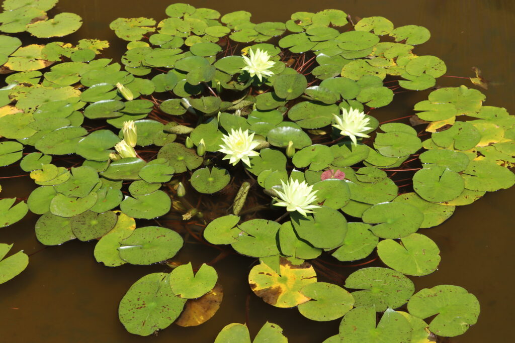 2024 Hardy waterlily 04 - July 14 2024