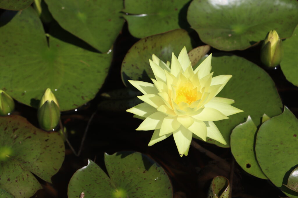 2024 Hardy waterlily 04 - July 14 2024