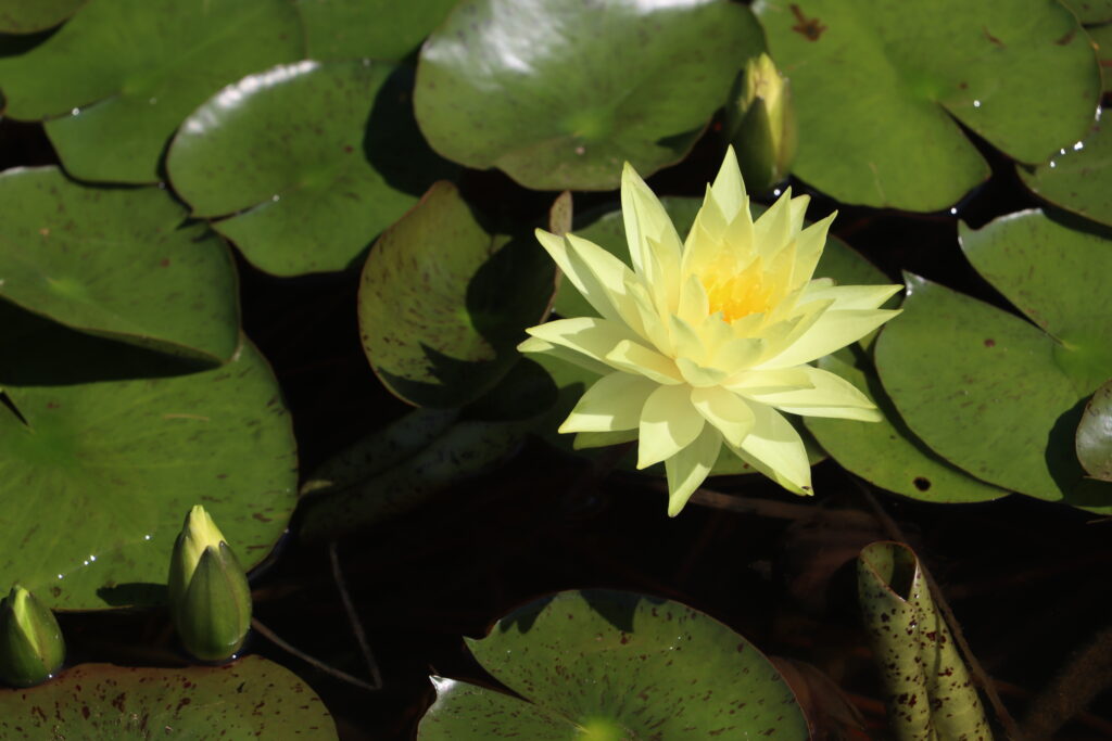 2024 Hardy waterlily 04 - July 14 2024
