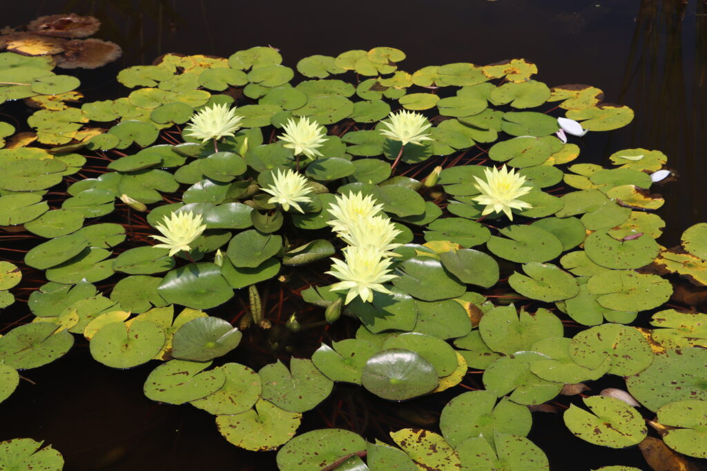 2024 Hardy waterlily 04 - July 26 2024
