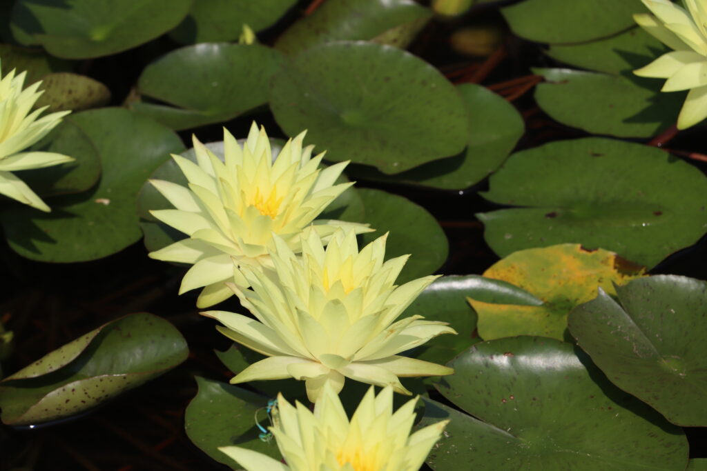 2024 Hardy waterlily 04 - July 26 2024