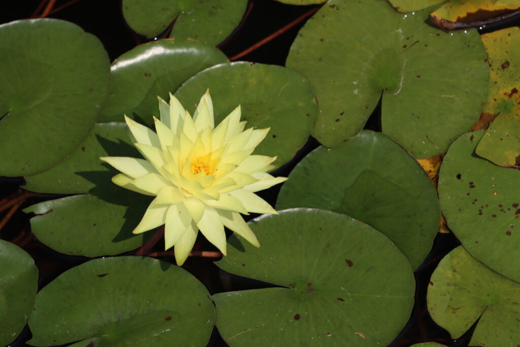 2024 Hardy waterlily 04 - July 26 2024