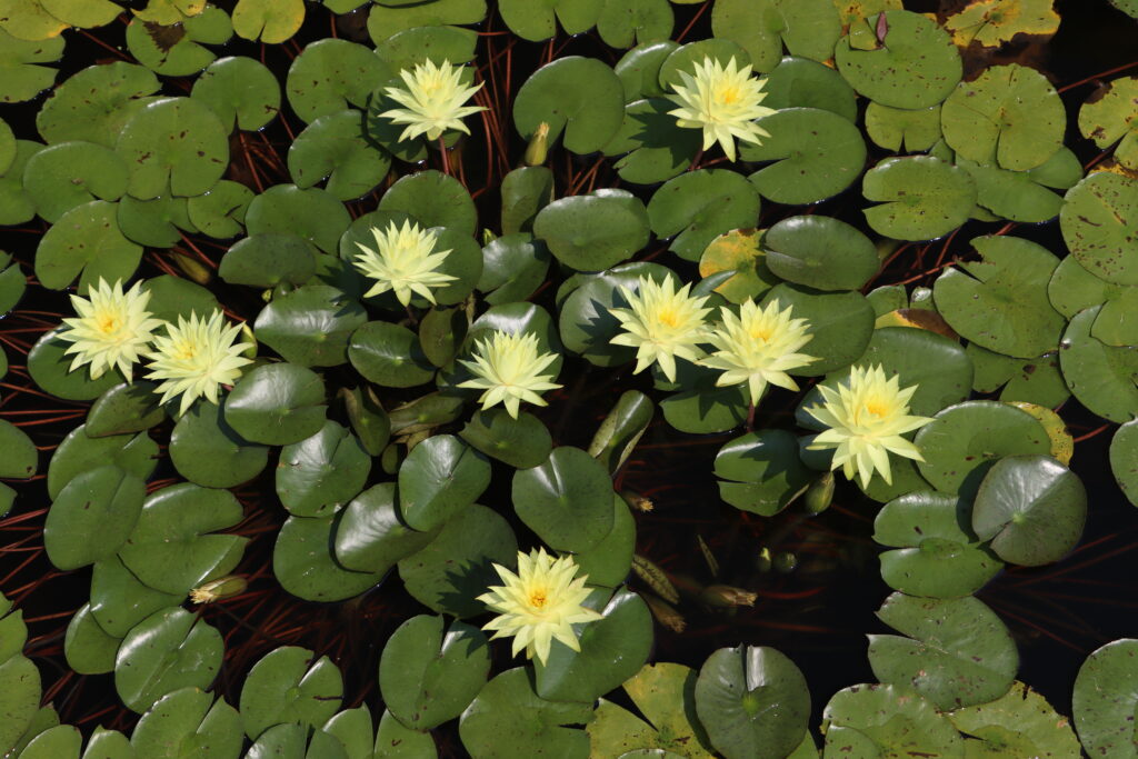 2024 Hardy waterlily 04 - July 26 2024