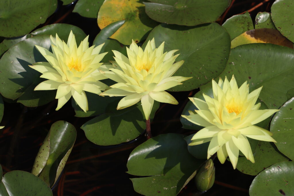 2024 Hardy waterlily 04 - July 26 2024
