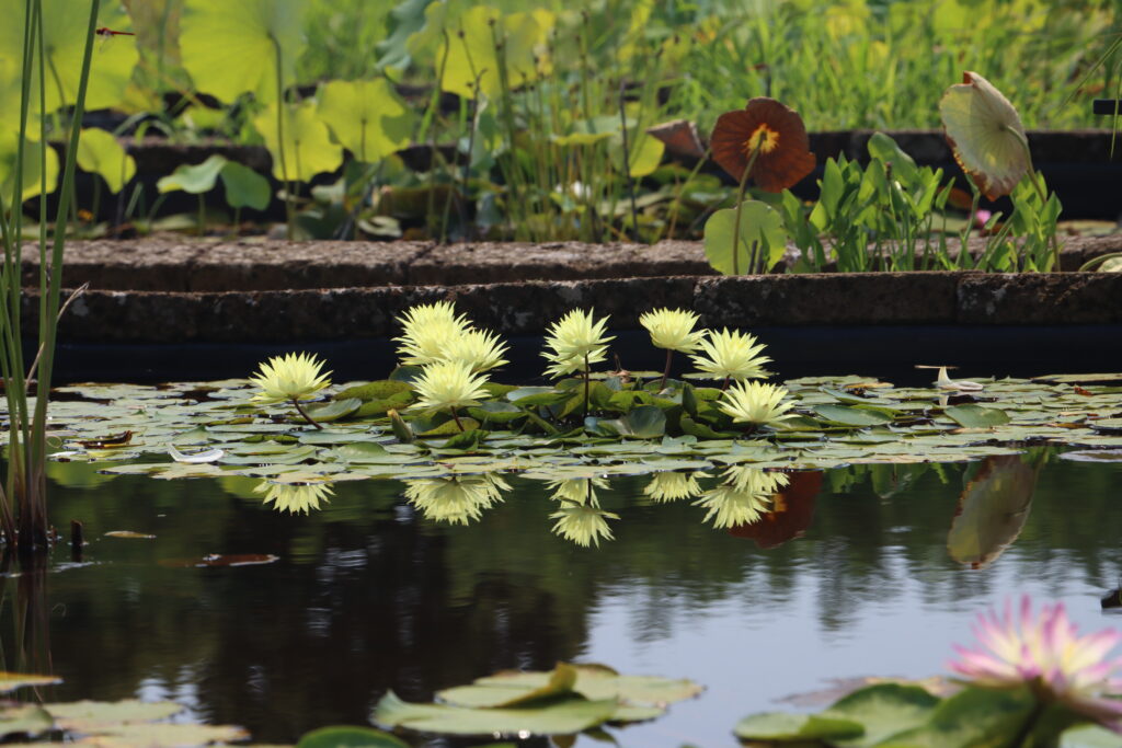 2024 Hardy waterlily 04 - July 26 2024