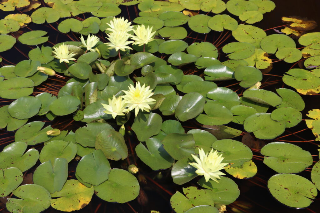 2024 Hardy waterlily 04 - August 01 2024