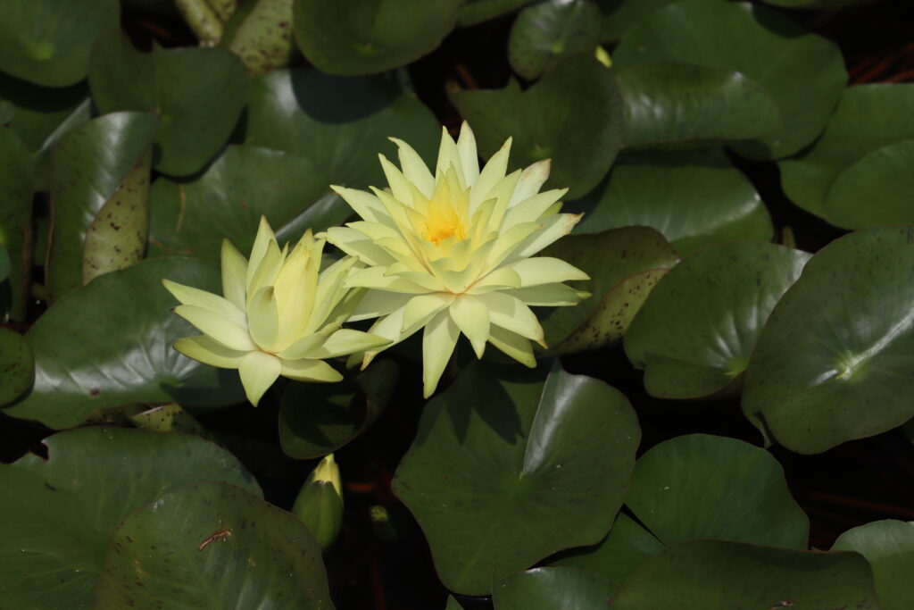 2024 Hardy waterlily 04 - August 01 2024