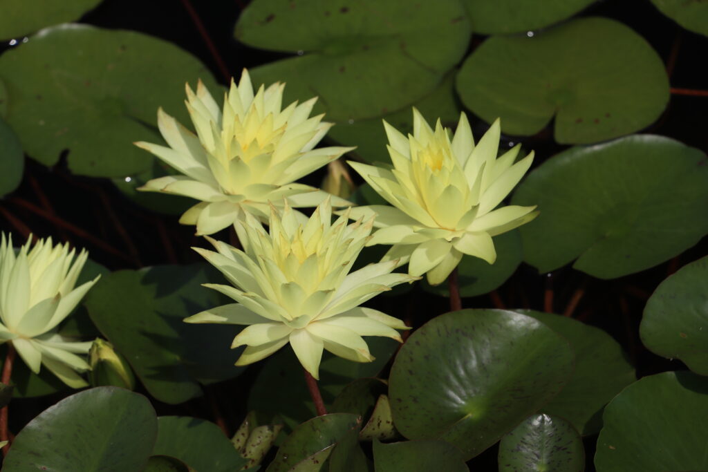 2024 Hardy waterlily 04 - August 01 2024