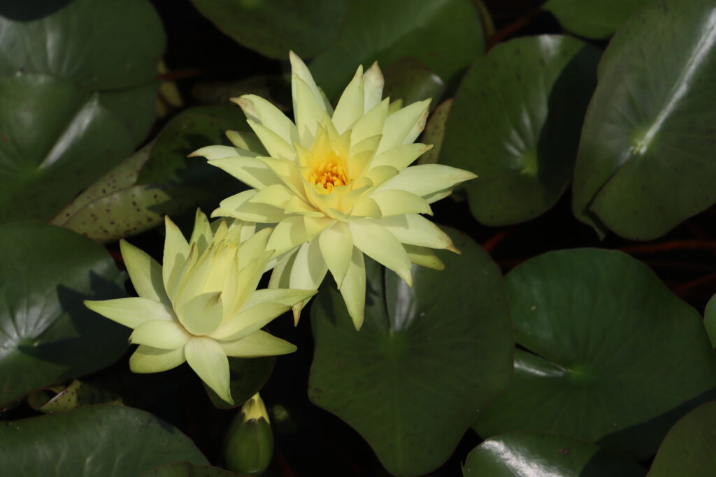 2024 Hardy waterlily 04 - August 01 2024