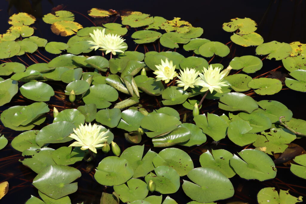 2024 Hardy waterlily 04 - August 13 2024