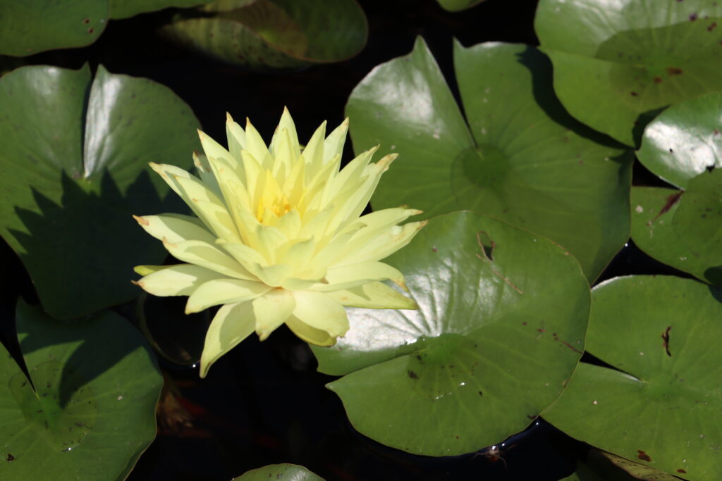 2024 Hardy waterlily 04 - August 13 2024