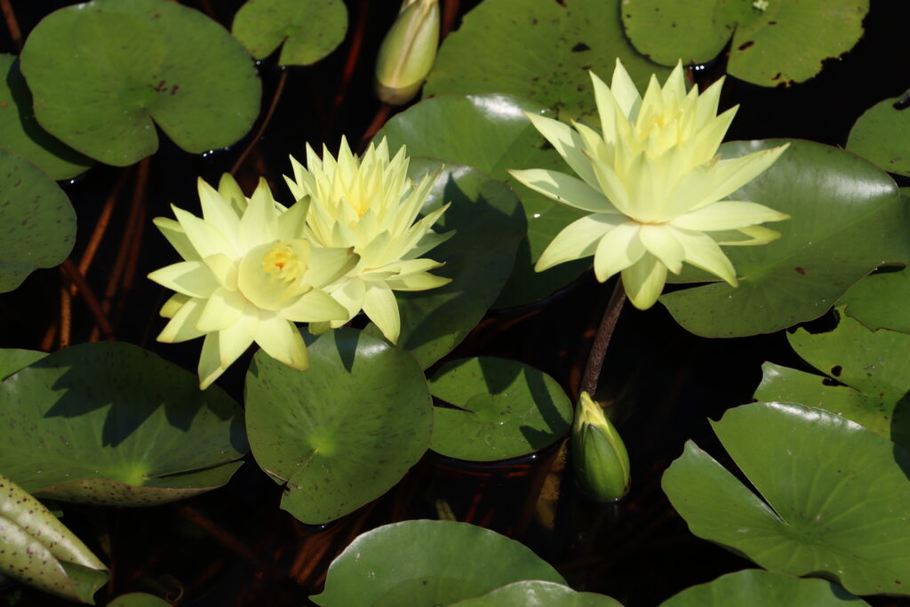 2024 Hardy waterlily 04 - August 13 2024