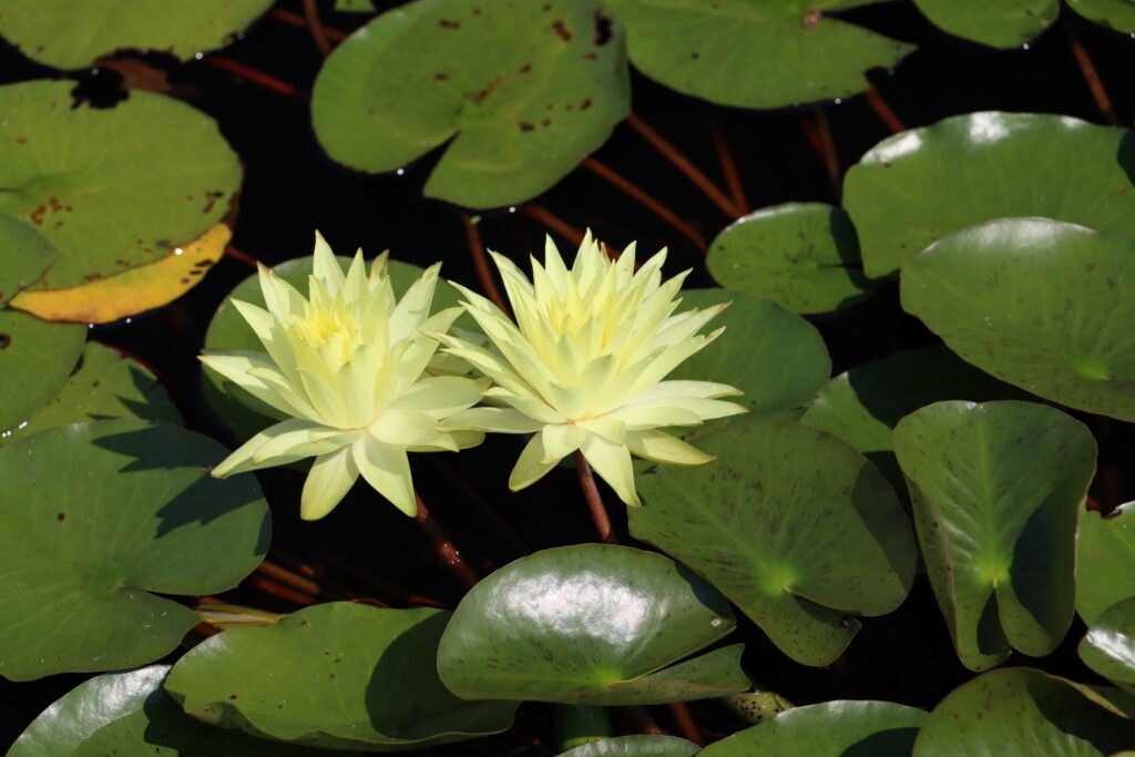 2024 Hardy waterlily 04 - August 13 2024