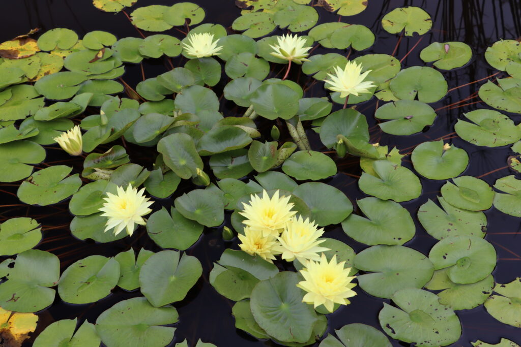 2024 Hardy waterlily 04 - August 16 2024