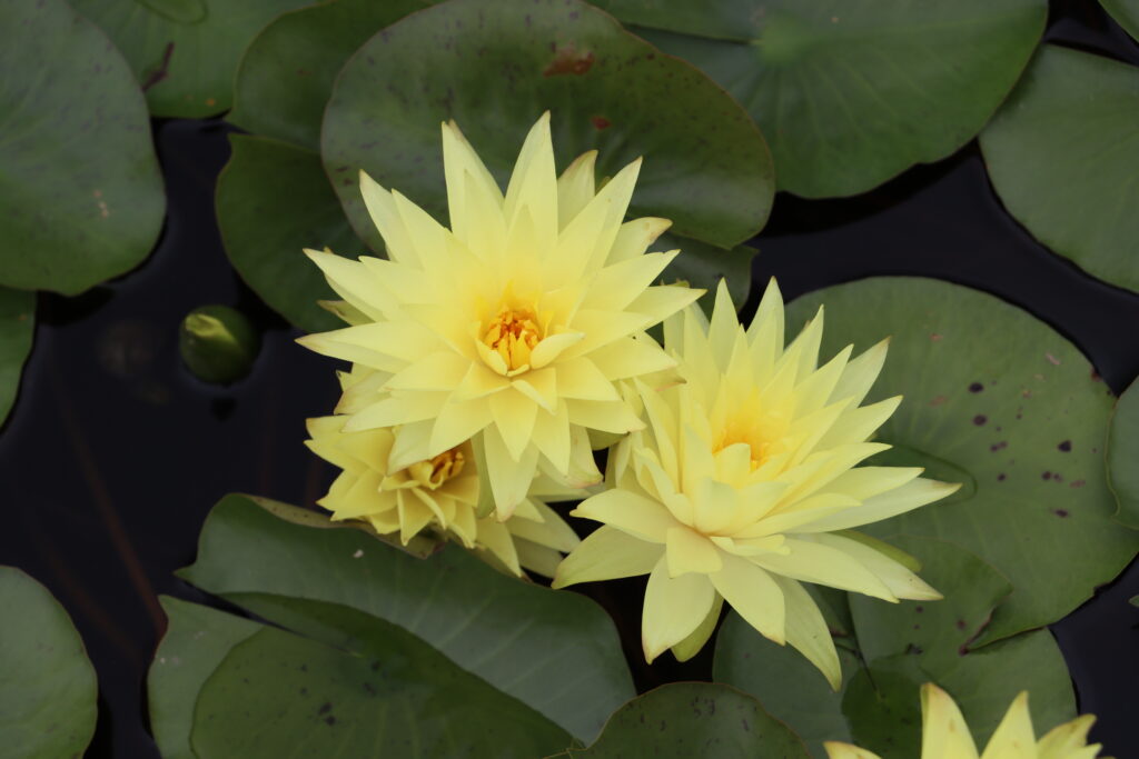 2024 Hardy waterlily 04 - August 16 2024