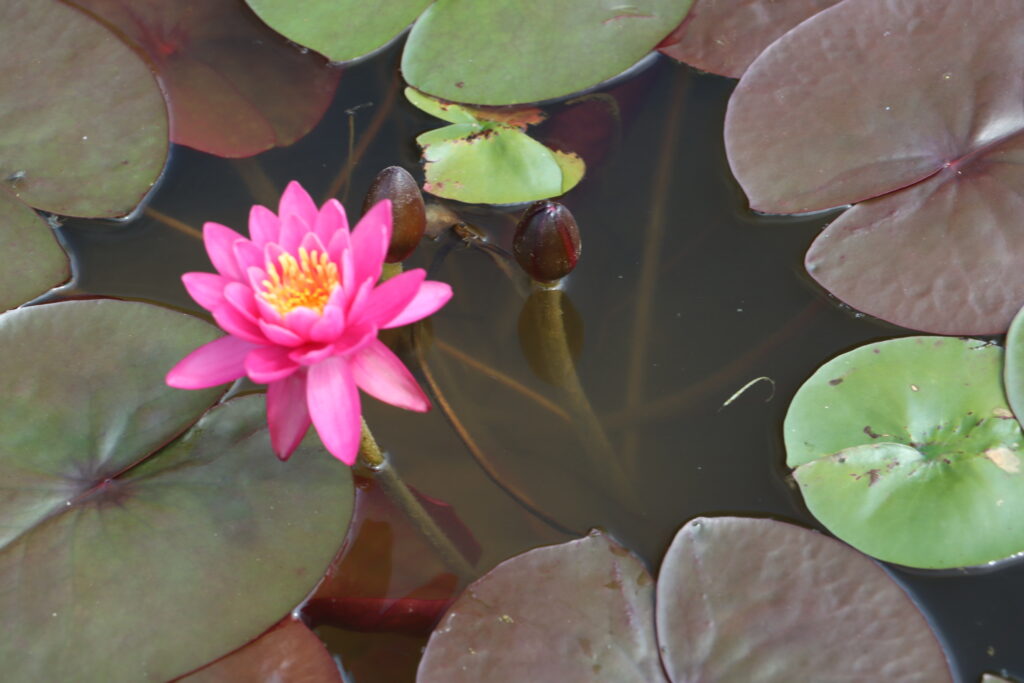 2024 Hardy waterlily 05 - June 14 2024