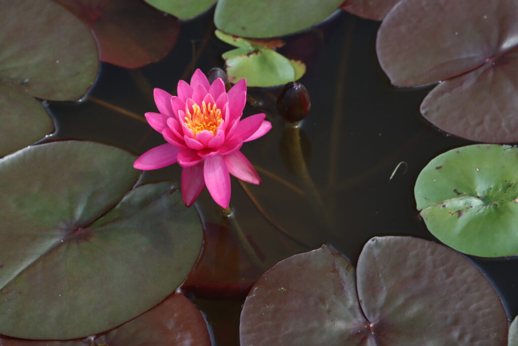 2024 Hardy waterlily 05 - June 14 2024