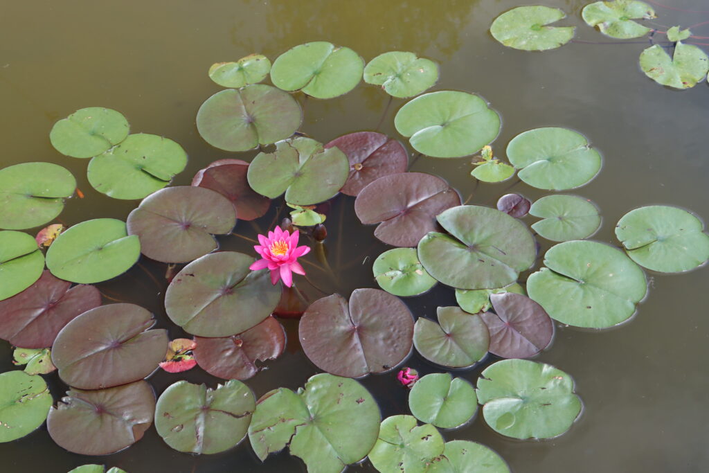 2024 Hardy waterlily 05 - June 14 2024