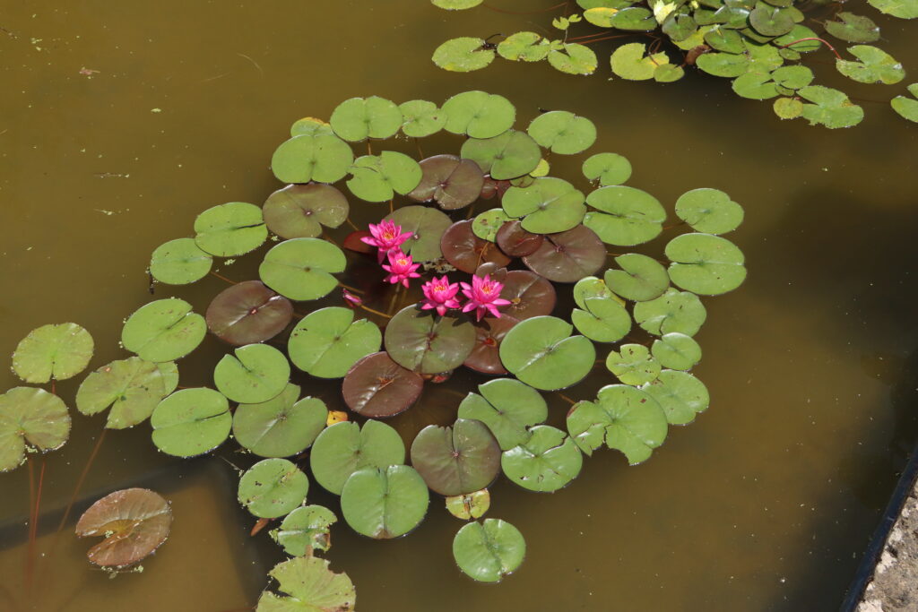 2024 Hardy waterlily 05 - June 18 2024