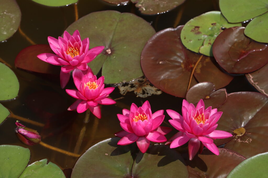 2024 Hardy waterlily 05 - June 18 2024