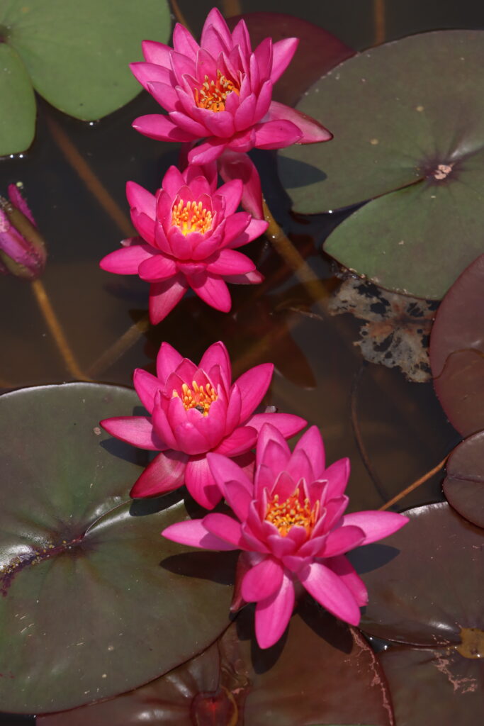2024 Hardy waterlily 05 - June 18 2024