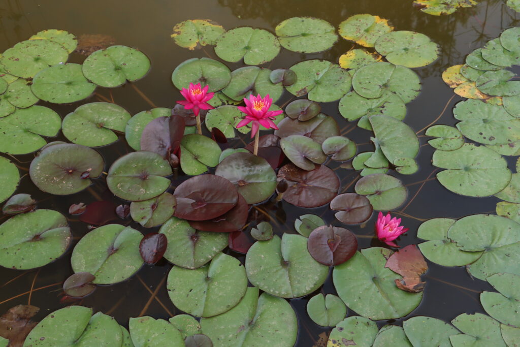2024 Hardy waterlily 05 - July 01 2024