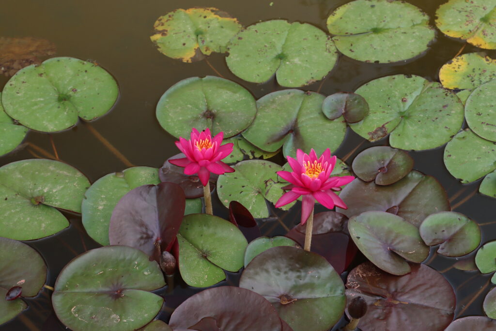 2024 Hardy waterlily 05 - July 01 2024