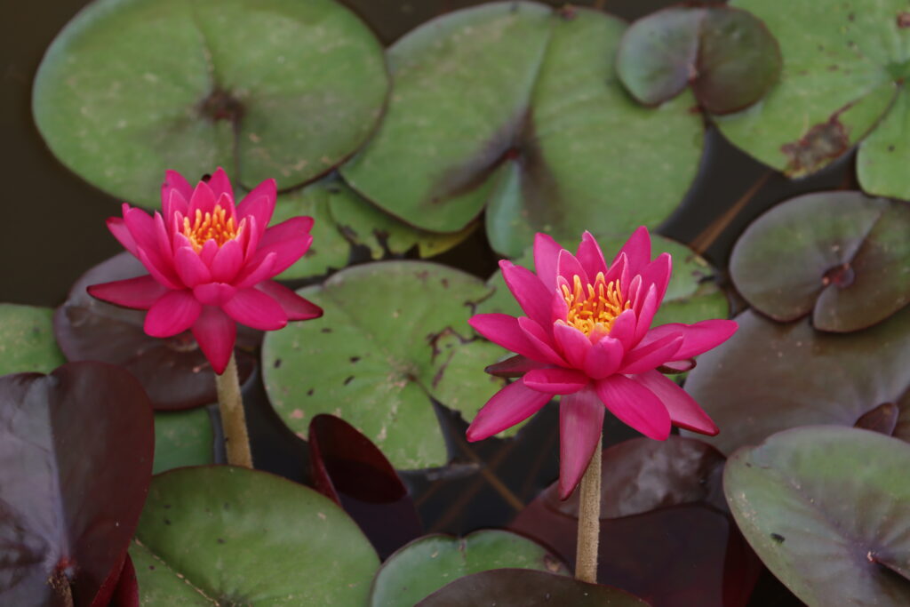 2024 Hardy waterlily 05 - July 01 2024
