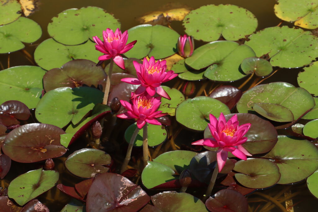 2024 Hardy waterlily 05 - July 05 2024