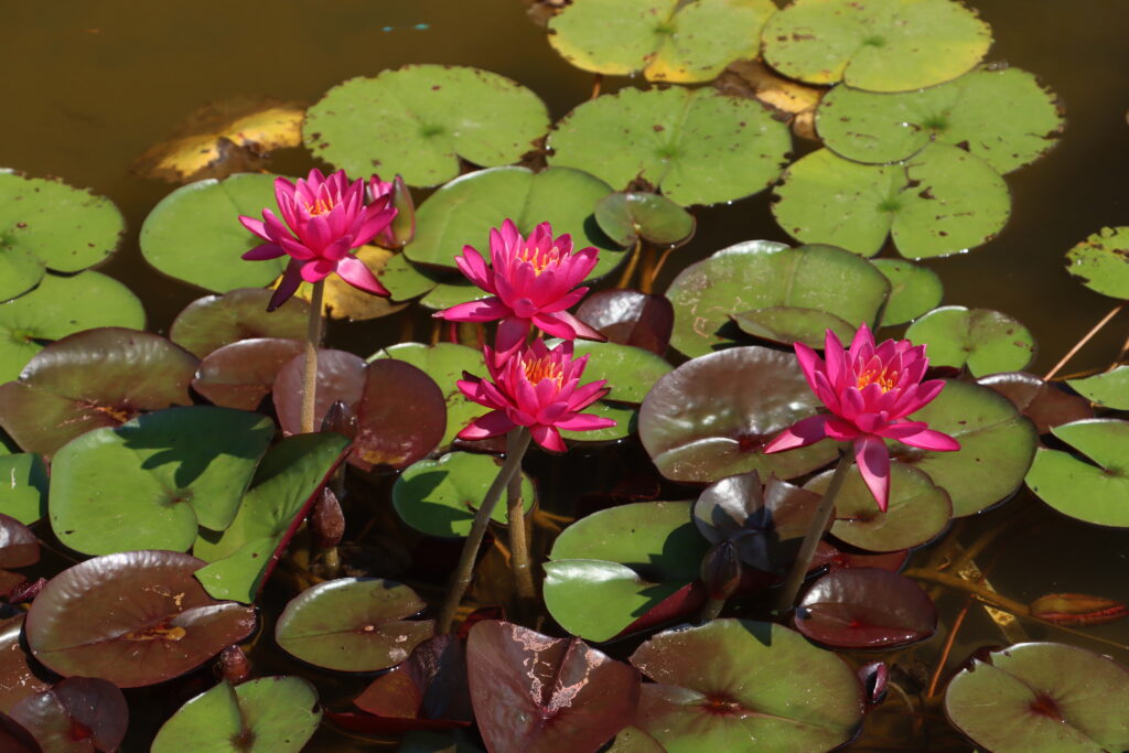 2024 Hardy waterlily 05 - July 05 2024