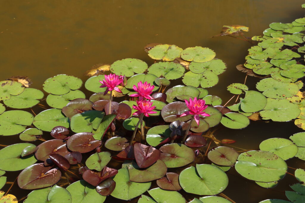 2024 Hardy waterlily 05 - July 05 2024