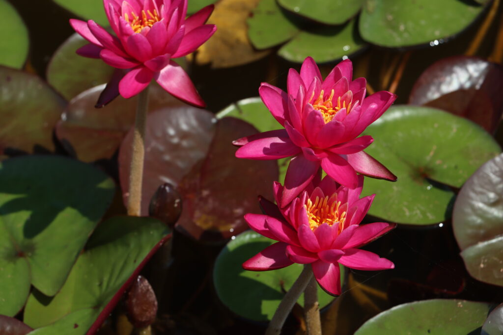 2024 Hardy waterlily 05 - July 05 2024