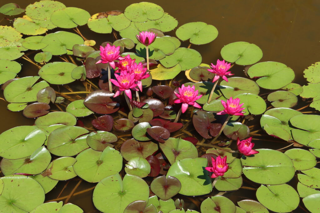 2024 Hardy waterlily 05 - July 14 2024