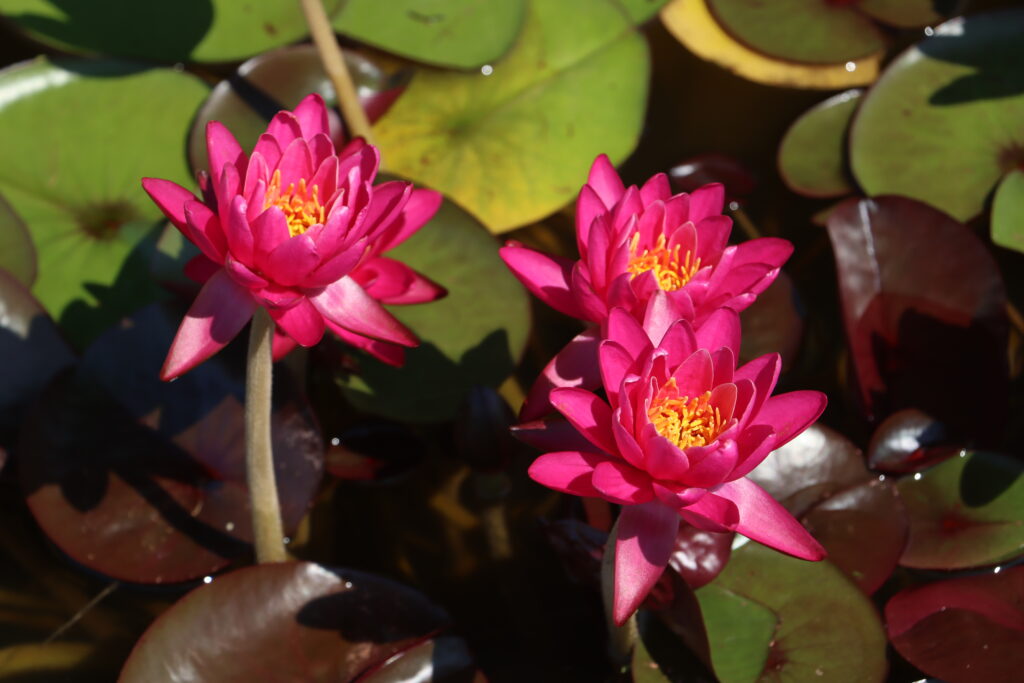 2024 Hardy waterlily 05 - July 14 2024