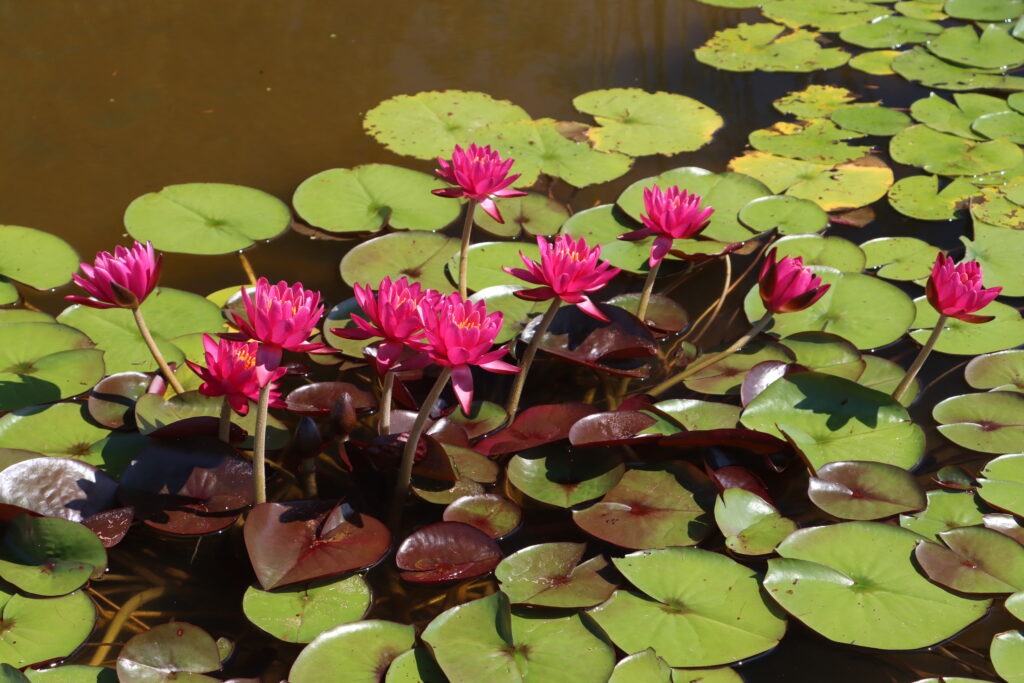 2024 Hardy waterlily 05 - July 14 2024
