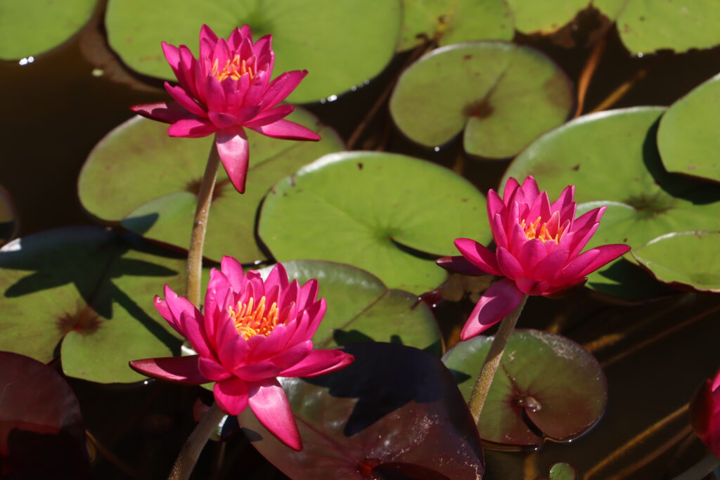 2024 Hardy waterlily 05 - July 14 2024