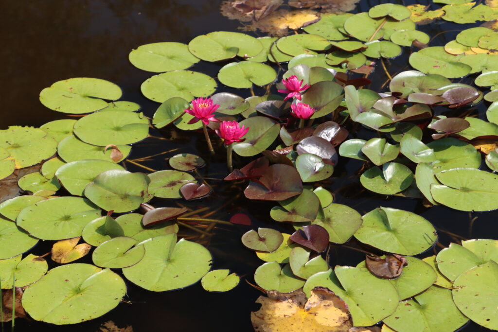 2024 Hardy waterlily 05 - July 26 2024